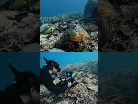 #shorts Underwater Videography with XTAR D30 6000 Dive Light